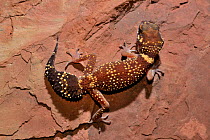 Thick tailed gecko (Underwoodisaurus seorsus) captive, occurs in Australia.