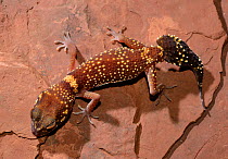 Thick tailed gecko (Underwoodisaurus seorsus) captive, occurs in Australia.