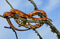 Corn snake (Pantherophis guttatus) Okeetee breed, on tree branch, background, captive, occurs in USA.