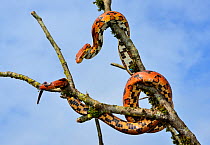 Corn snake (Pantherophis guttatus) Okeetee breed, on tree branch, captive, occurs in USA.
