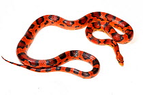 Corn snake (Pantherophis guttatus), Okeetee breed, on white background, captive, occurs in USA.