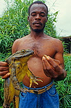 Man holding a Goliath frog (Conraua goliath) and Banana frog (Afrixalus sp) Sanaga, Cameroon. Hunted for bushmeat / food