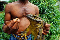 Man holding a large Goliath frog (Conraua goliath) and small Banana frog (Afrixalus sp) for size comparison, Sanaga, Cameroon. Hunted for bushmeat / food