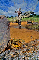 Man casting net to catch Goliath frog (Conraua goliath)  Sanaga, Cameroon. Hunted for bushmeat / food.
