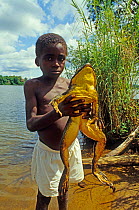 Young boy holding Goliath frog (Conraua goliath)  Sanaga, Cameroon. Hunted for bushmeat / food