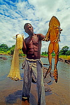 Man holding Goliath frog (Conraua goliath) and net, Sanaga, Cameroon. Hunted for bushmeat / food