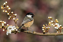 Coal tit (Periparus ater) perched among spring blackthorn blossom, Buckinghamshire, England, UK, April