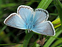 Chalkhill blue butterfly (Polyommatus coridon) male basking with wings open, Hertfordshire, England, UK August