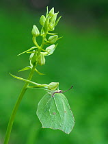 Brimstone butterfly (Goneopteryx rhamni) female roosting on Greater butterfly orchid (Platanthera chlorantha)  Bedfordshire, England, UK, August