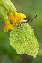 Brimstone butterfly (Goneopteryx rhamni) male roosting on Cowslip (Primula veris) Bedfordshire, England, UK, April