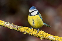 Blue tit (Parus caeruleus) perched on lichen covered twig, Buckinghamshire, England, UK, March
