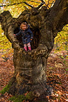 Young girl in trunk of ancient pollarded European beech (Fagus sylvatica)  Burnham Beeches, Buckinghamshire, England, UK, October Model released.