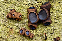 Black bulgar or Bachelor's Buttons (Bulgaria inquinans) a jelly fungus that grows on fallen Oak, Ash and other hardwood trees, Hertfordshire, Englkand, UK, September. Focus Stacked