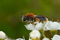 Mining bee (Andrena haemorrhoa) female collecting nectar from Hawthorn flower, Bedfordshire, England, UK, May