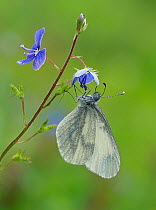 Wood White butterfly (Leptidea sinapis) on Germander Speedwell (Veronica chamaedrys), Surrey, England, UK, May - Focus Stacked