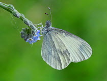 Wood White butterfly (Leptidea sinapis) on Early Forget-me-not (Myosotis ramosissima), Surrey, England, UK, May - Focus Stacked