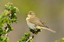 Willow Warbler (Phylloscopus trochilus) Perched on Hawthorn bush, Bedfordshire, England, UK, April
