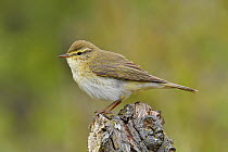 Willow Warbler (Phylloscopus trochilus) Perched on dead tree stump, Bedfordshire, England, UK, April