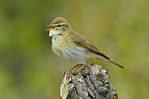 Willow Warbler (Phylloscopus trochilus) singing from dead tree stump, Bedfordshire, England, UK, April