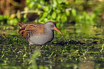 Water Rail (Rallus aquaticus) feeding in watercress bed with water drop on end of beak, Hertfordshire, England, UK, January