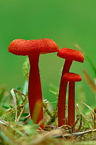 Vermilion waxcap fungi (Hygrocybe miniata) Buckinghamshire, England, UK, September - Focus Stacked Image