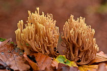 Upright coral fungi (Ramaria stricta) growing up from dead wood among Beech leaf litter, Buckinghamshire, England, UK, October. Focus Stacked Image