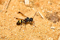Mason wasp (symmorphus gracilis) on sandy bank of old quarry, Oxfordshire, England, UK, August