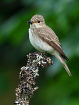 Spotted flycatcher (Muscicapa striata) perched with Blue bottle fly prey, Upper Teesdale, Co Durham, England, UK, June