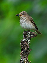 Spotted Flycatcher (Muscicapa striata) perched with Blue bottle fly prey, Upper Teesdale, Co Durham, England, UK, June