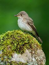 Spotted flycatcher (Muscicapa striata) perched on stone wall, Upper Teesdale, County Durham, England, UK, June