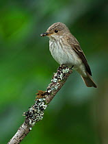 Spotted flycatcher (Muscicapa striata) perched with fly prey, Upper Teesdale, County Durham, England, UK, June