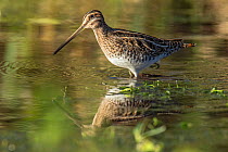 Snipe (Gallinago gallinago) wading in shallow water of watercress bed in winter, Hertfordshire, England, UK, January
