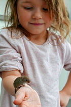 Young girl with Harvest mouse (Micromys minutus) on her hand, Hertfordshire, England, UK, June Model released.