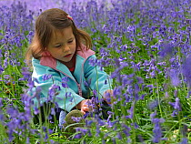 Young girl amongst  Bluebell (Hyacinthoides non-scripta) flowers, Hertfordshire, England, UK, April. Model released.