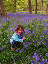 Young girl with Bluebells (Hyacinthoides non-scripta)  in Beech woodland, Hertfordshire, England, UK, April. Model released.