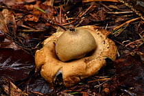 Sessile earthstar fungus (Geastrum fimbriatum) old specimen which has released most of it's spores, Buckinghamshire, England, UK, November. Focus Stacked Image