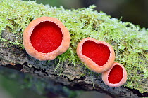 Scarlet elf cup fungi (Sarcoscypha coccinea) group of three with frost, Bedfordshire, England, UK, January. Focus Stacked Image