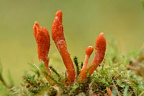 Scarlet caterpillar club fungi (Cordyceps militaris) found on grass at woodland edges this ascomycete parasitises its host, a caterpillar or pupa,  and fruits from it, Buckinghamshire, England, UK, Oc...