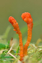 Scarlet caterpillar club fungus (Cordyceps militaris) found on grass at woodland edges,  this ascomycete parasitises its host, a caterpillar or pupae, and fruits from it, Buckinghamshire, England, UK,...