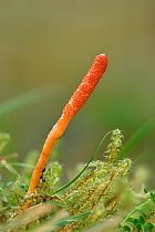 Scarlet caterpillar club fungi (Cordyceps militaris) found on grass at woodland edges this ascomycete parasitises its host a caterpillar or pupae and fruits from it, Buckinghamshire, England, UK, Octo...