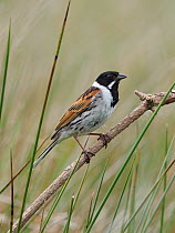 Reed bunting (Emberiza schoeniclus) male perched on dead twig, Upper Teesdale, County Durham, England, UK, June
