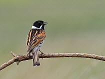 Reed bunting (Emberiza schoeniclus) male calling from on dead twig, Upper Teesdale, County Durham, England, UK, June