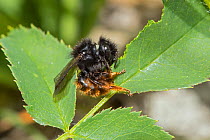 Two coloured mason bee (Osmia bicolor) collecting leaf mastic to seal nest in old snail shell, Bedfordshire, England, UK, June