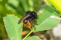 Two coloured mason bee (Osmia bicolor) collecting leaf mastic to seal nest in old snail shell, Bedfordshire, England, UK, June