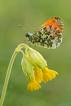 Orange tip butterfly (Anthocharis cardamines) Male perched on Cowslip (Primula veris), Bedfordshire, England, UK, May