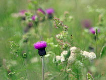 Melancholy thistle (Cirsium helenioides) flower isolated among grasses and other plants in upland meadow, Upper Teesdale, County Durham, England, UK, June