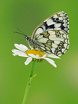 Marbled white butterfly (Melanargia galathea) on Oxeye daisy, Hertfordshire, England, UK - Focus Stacked Image
