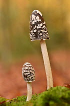 Magpie inkcap (Coprinopsis picacea) uncommon inkcap that usually grows singularly often under beech trees, Bedfordshire, England, UK, October . Focus stacked image