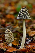 Magpie inkcap (Coprinopsis picacea) uncommon inkcap that usually grows singularly often under beech trees, Bedfordshire, England, UK, October. Focus stacked image