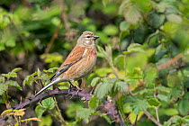 Common linnet (Linaria cannabina) perched among Brambles, Bedfordshire, England, UK, May